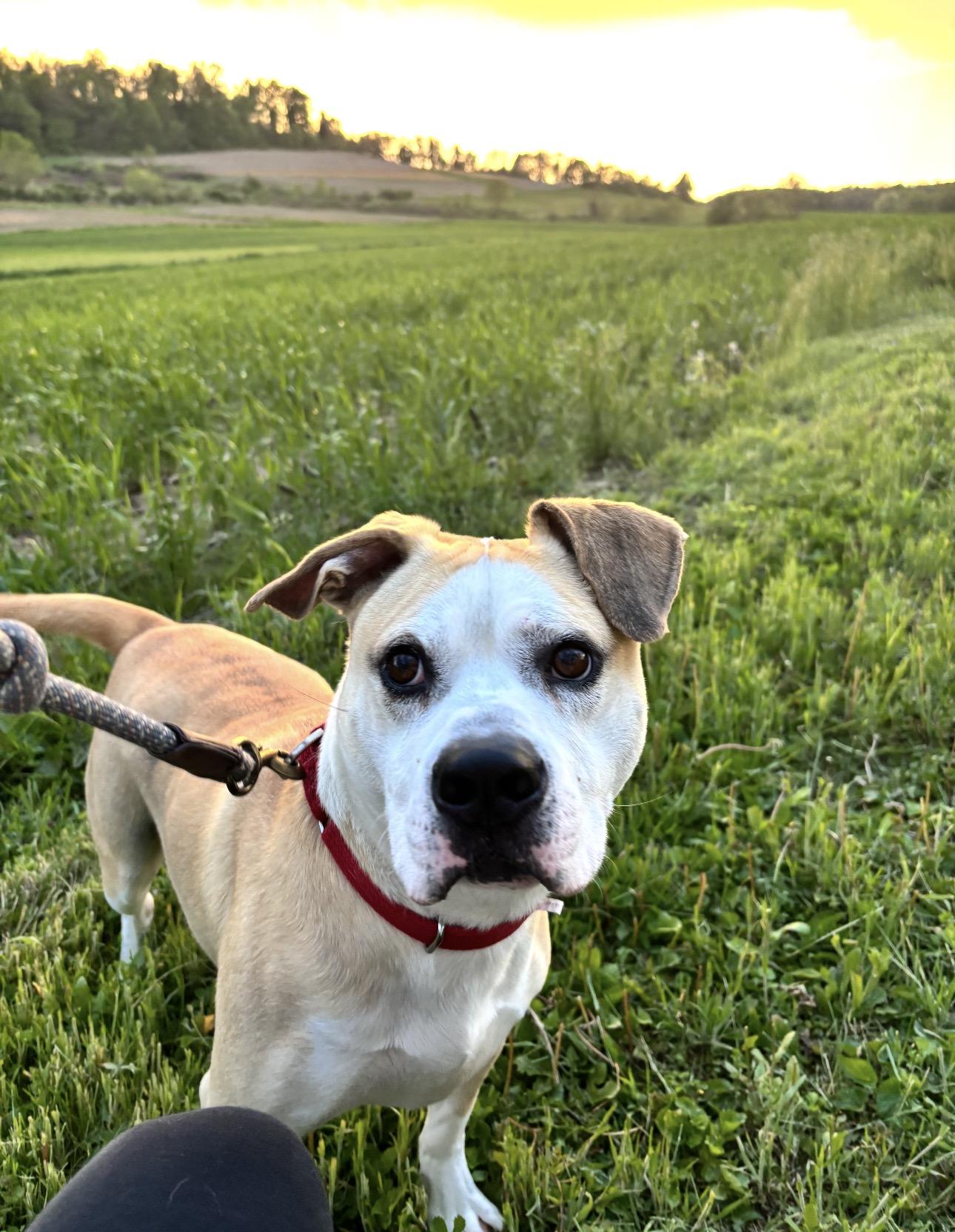 BEAN, a Adoptable Pit Bull Terrier in Indiana, PA image 3/6