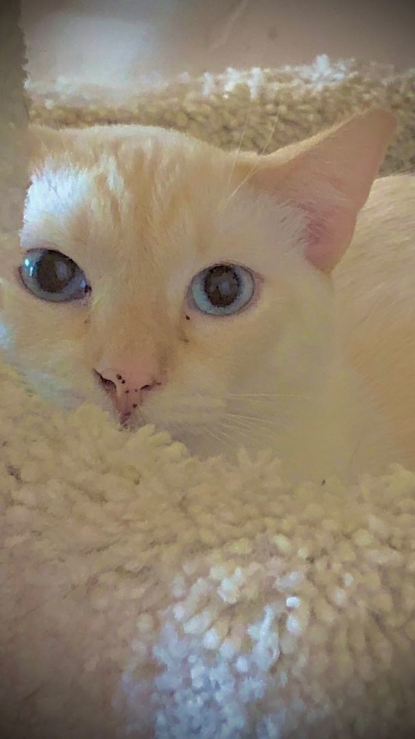 HENRY, Adoptable, Adult Male Siamese.