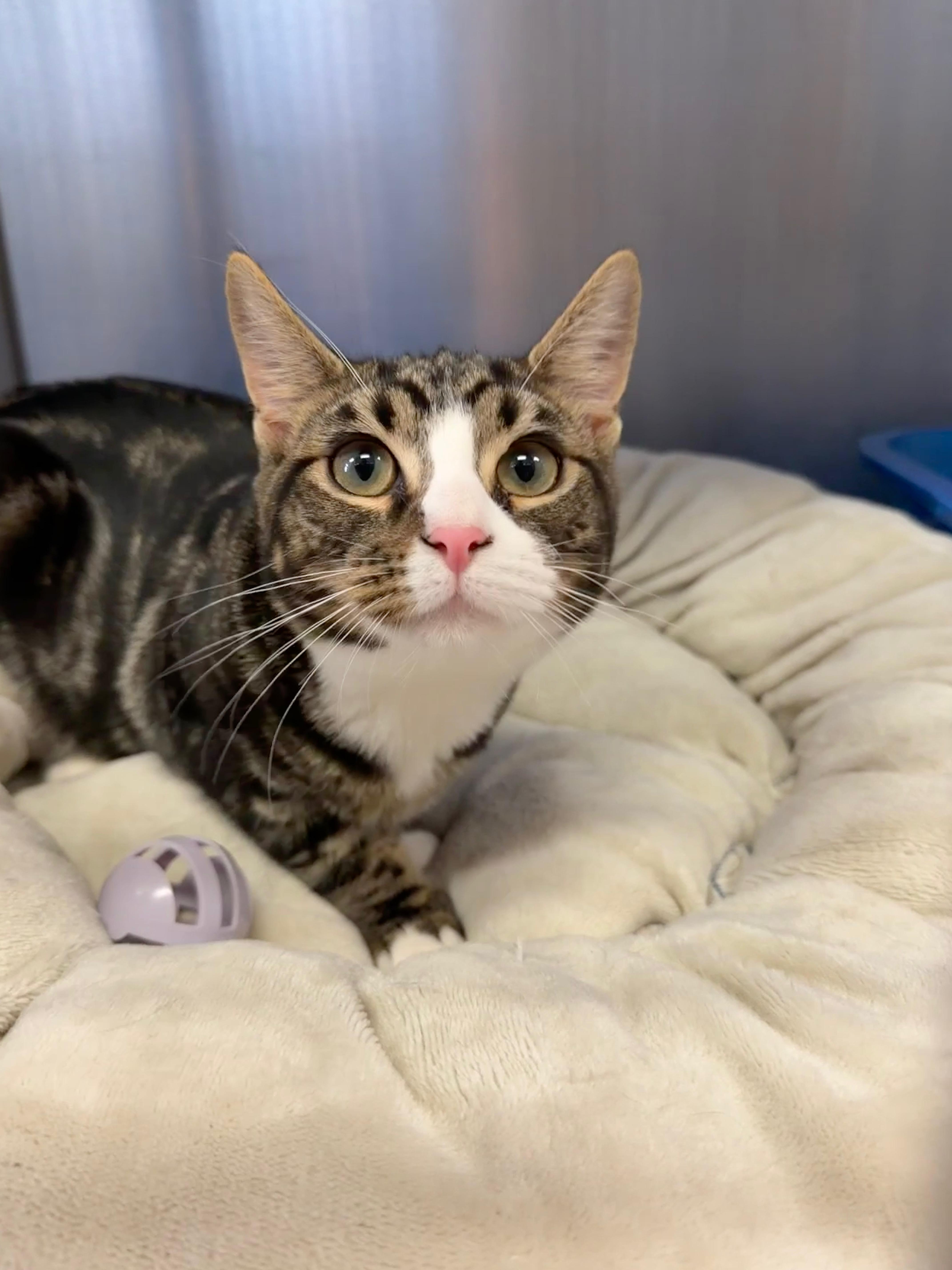 Enlarge Kit Kat, an adopted Domestic Short Hair in Wantagh, NY image 1/1