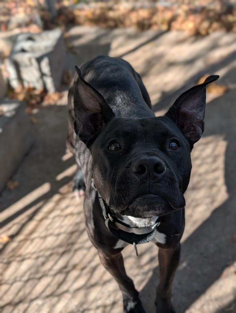 Enlarge Coco, a Adoptable Pit Bull Terrier in Peru, NY image 2/3