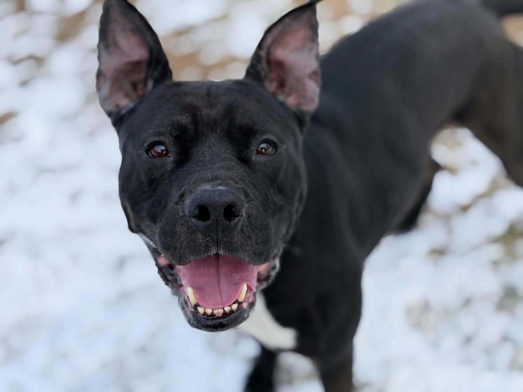 Enlarge Coco, a Adoptable Pit Bull Terrier in Peru, NY image 3/3