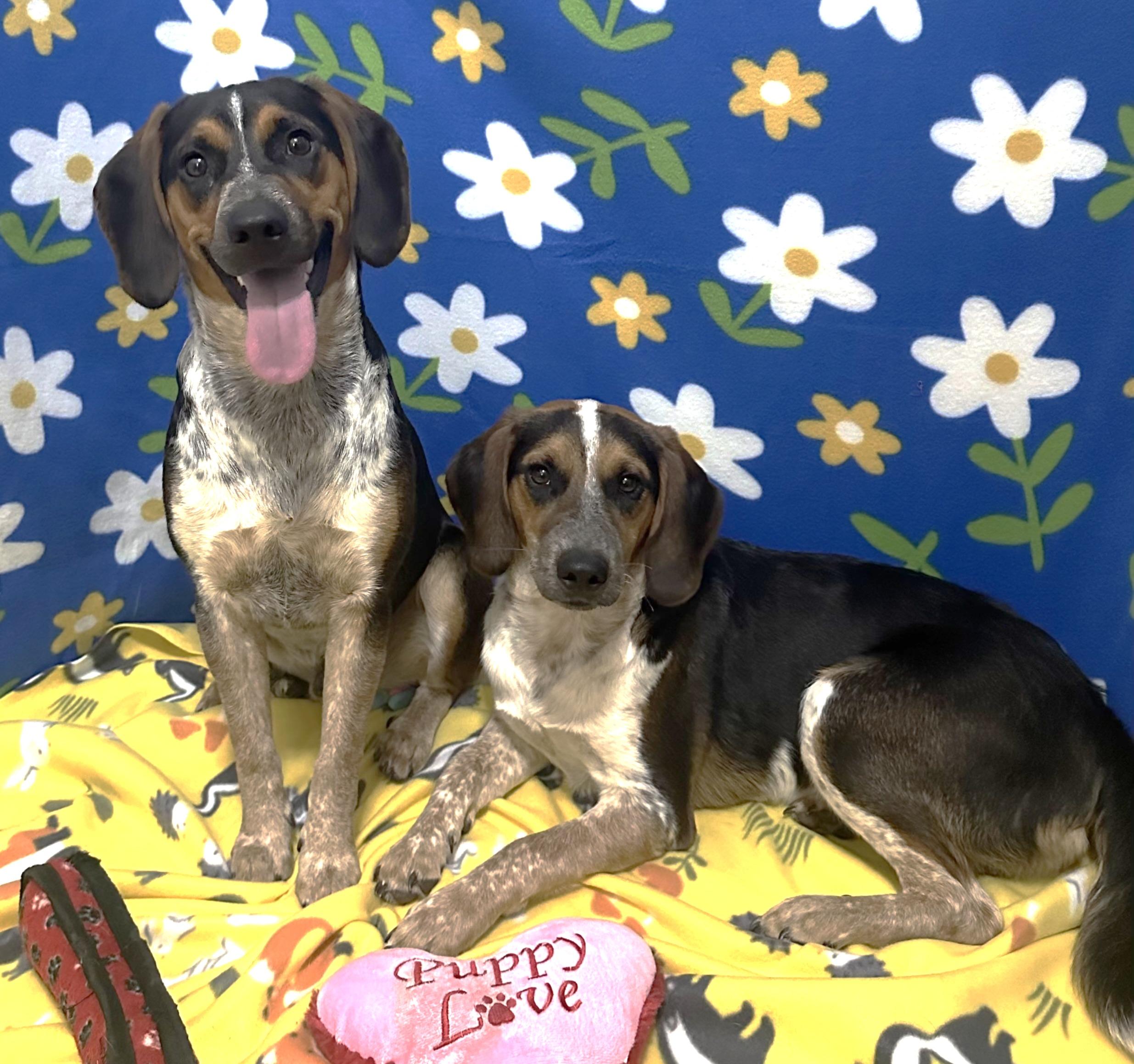 Bobby and Jimmy, ADOPTABLE, Puppy Male Beagle & Hound.