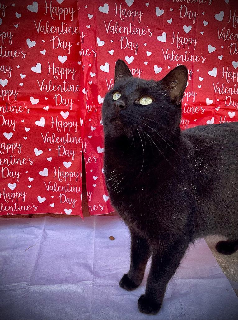 Puddy Cat, Adoptable, Young Female Domestic Short Hair.