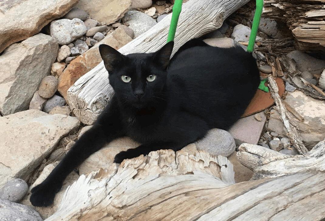 Puddy Cat, a Adoptable Domestic Short Hair in Williamsburg, NM image 2/4