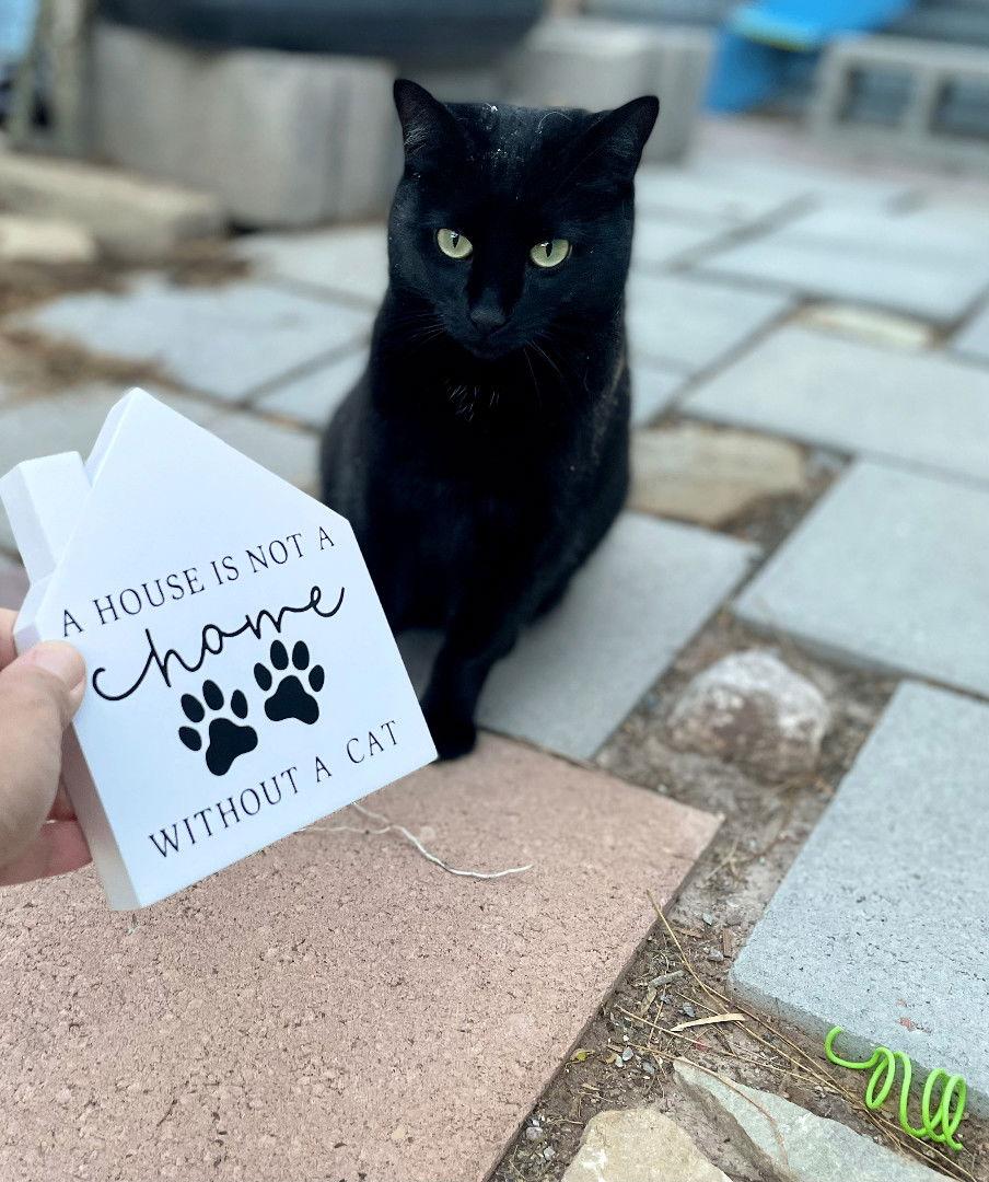 Puddy Cat, a Adoptable Domestic Short Hair in Williamsburg, NM image 3/4