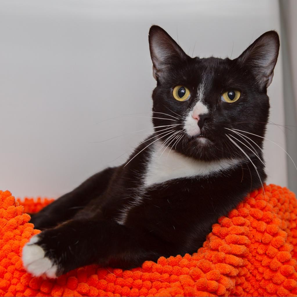 Hector, Adoptable, Senior Male Domestic Short Hair.