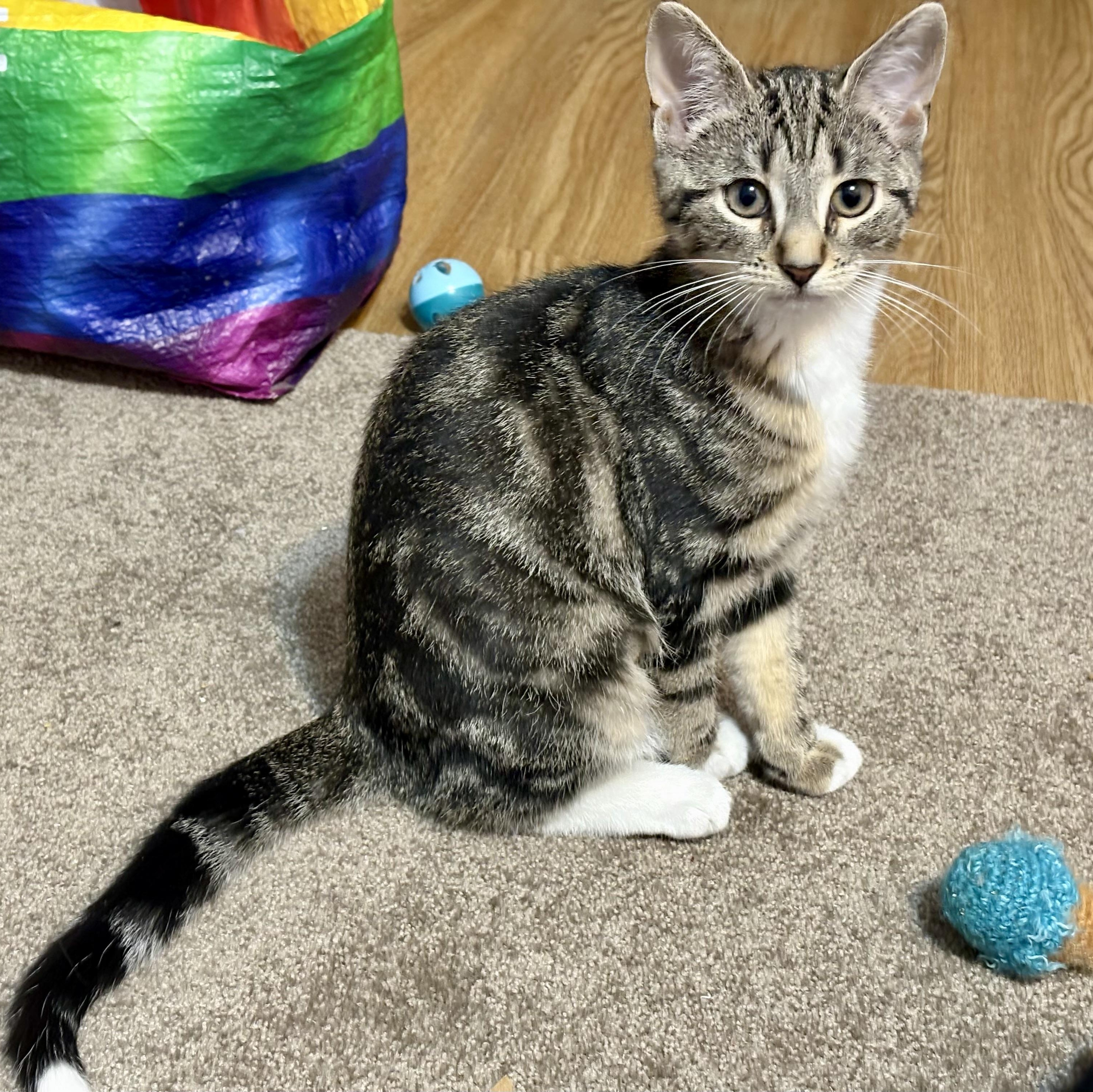 Enlarge Tilly Bee, an adopted Domestic Short Hair in Albany, NY image 1/2