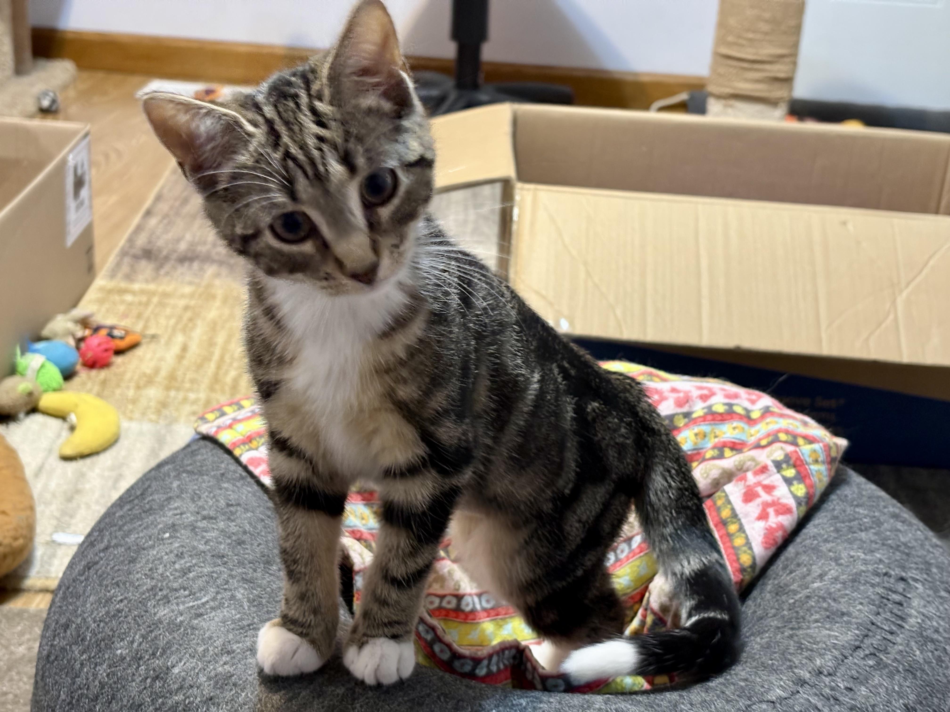 Enlarge Tilly Bee, an adopted Domestic Short Hair in Albany, NY image 2/2