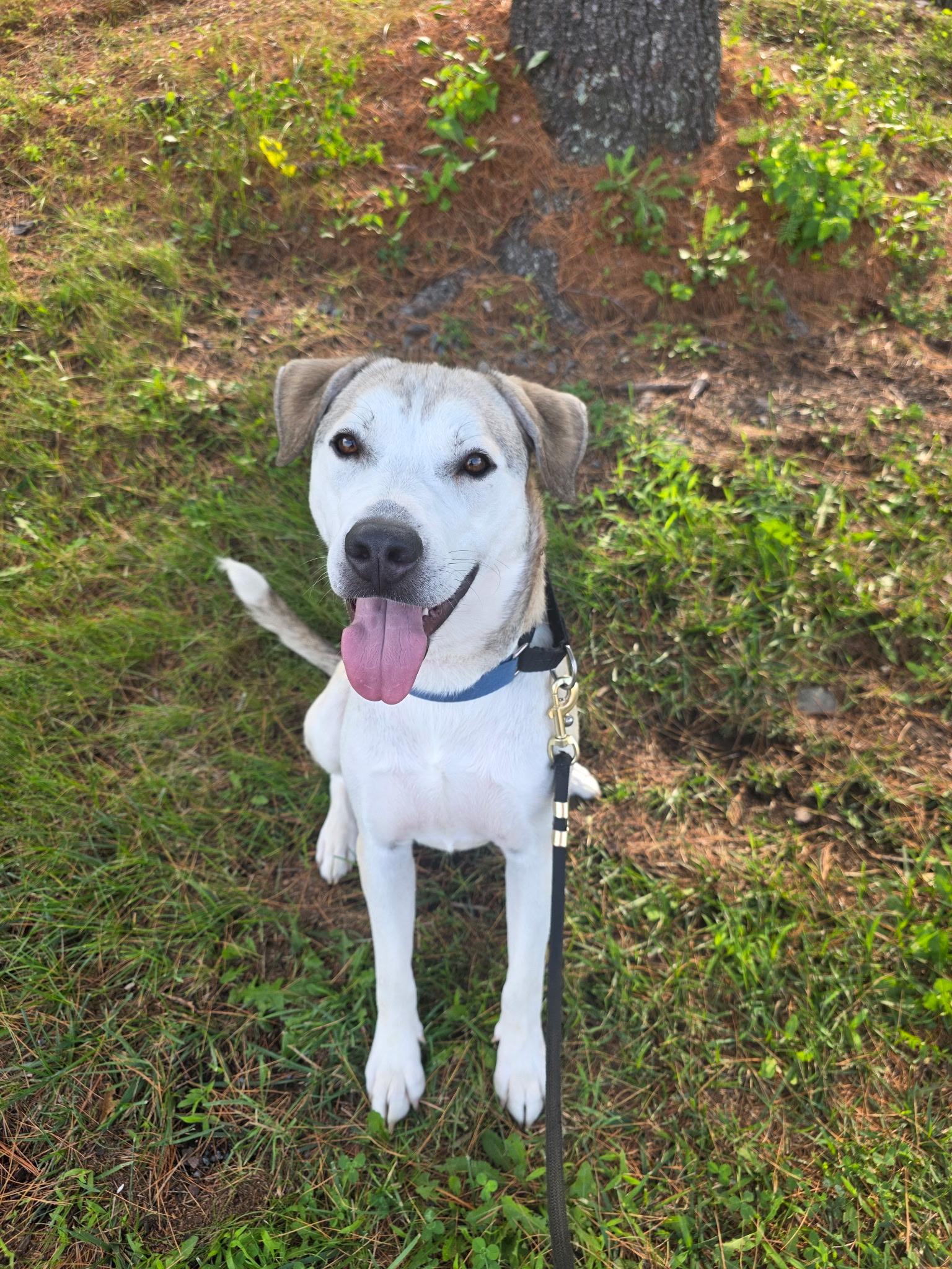 Jack, Adoptable, Adult Male Yellow Labrador Retriever & Husky.