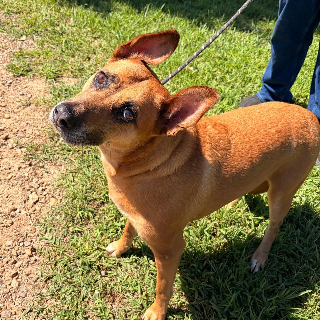 Dolly, a Adoptable mixed breed in Franklin, NC image 1/3