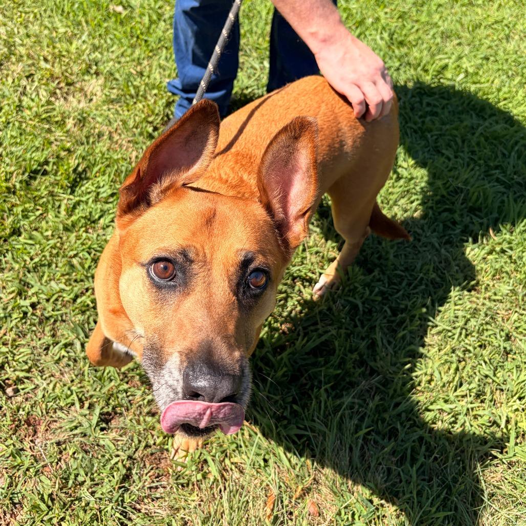 Dolly, a Adoptable mixed breed in Franklin, NC image 2/3
