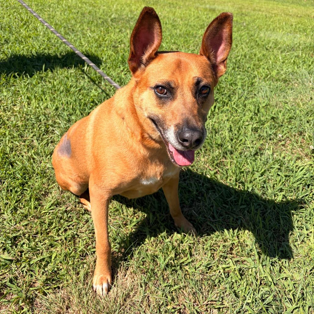 Dolly, a Adoptable mixed breed in Franklin, NC image 3/3