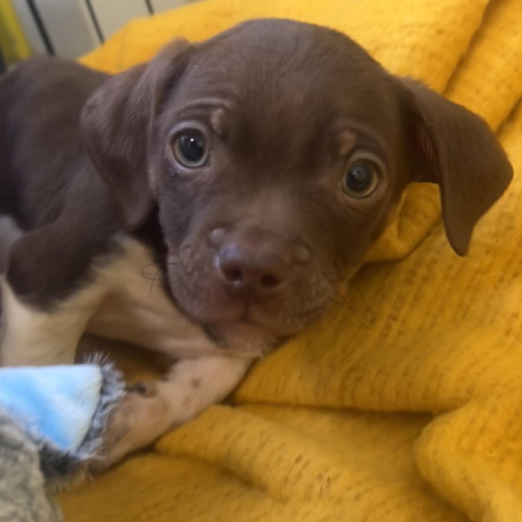 Enlarge Home Depot, an adopted mixed breed in AQUEBOGUE, NY image 3/6