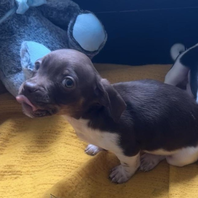 Enlarge Home Depot, an adopted mixed breed in AQUEBOGUE, NY image 2/6