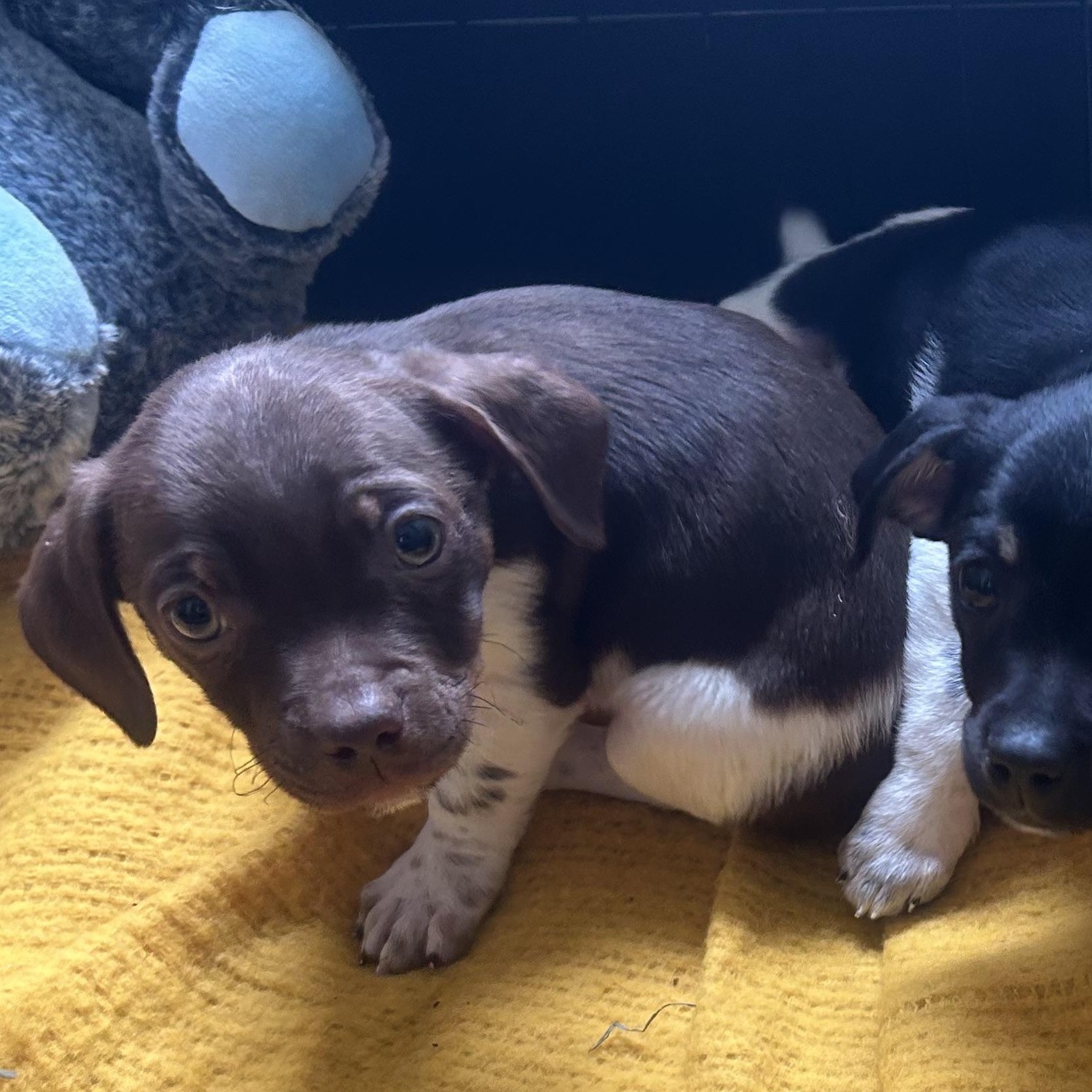 Enlarge Home Depot, an adopted mixed breed in AQUEBOGUE, NY image 6/6