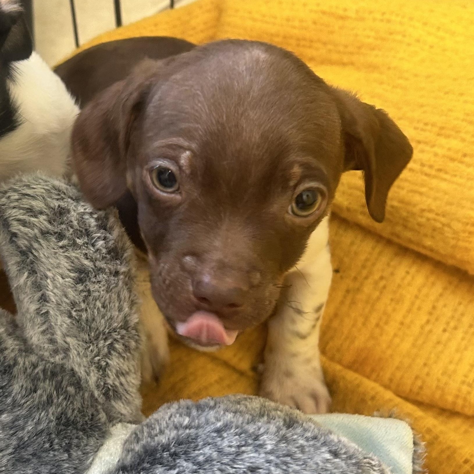 Enlarge Home Depot, an adopted mixed breed in AQUEBOGUE, NY image 4/6