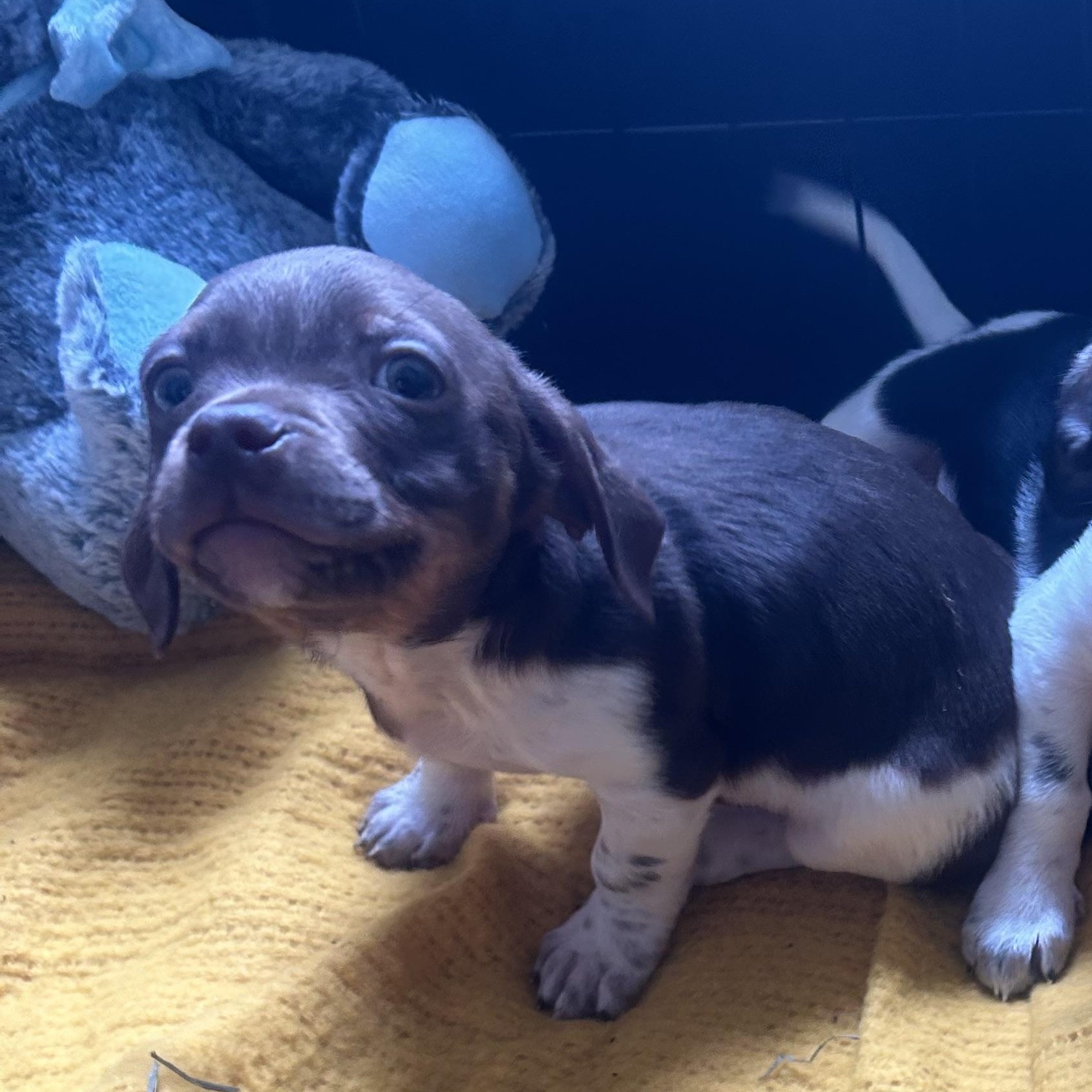 Home Depot, adopted, Puppy Male Dachshund & Chihuahua.