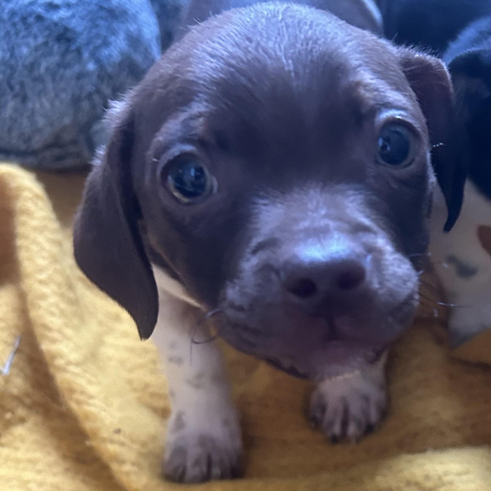 Enlarge Home Depot, an adopted mixed breed in AQUEBOGUE, NY image 5/6