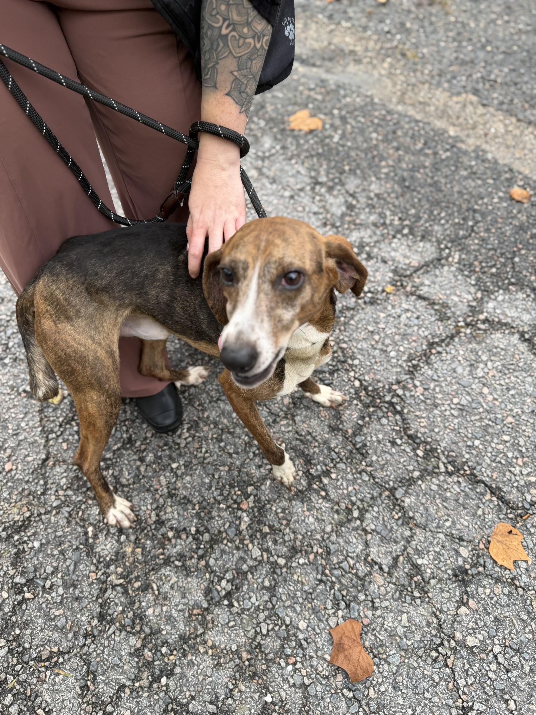 Enlarge Barney, a Adoptable mixed breed in Petersburg, VA image 4/6