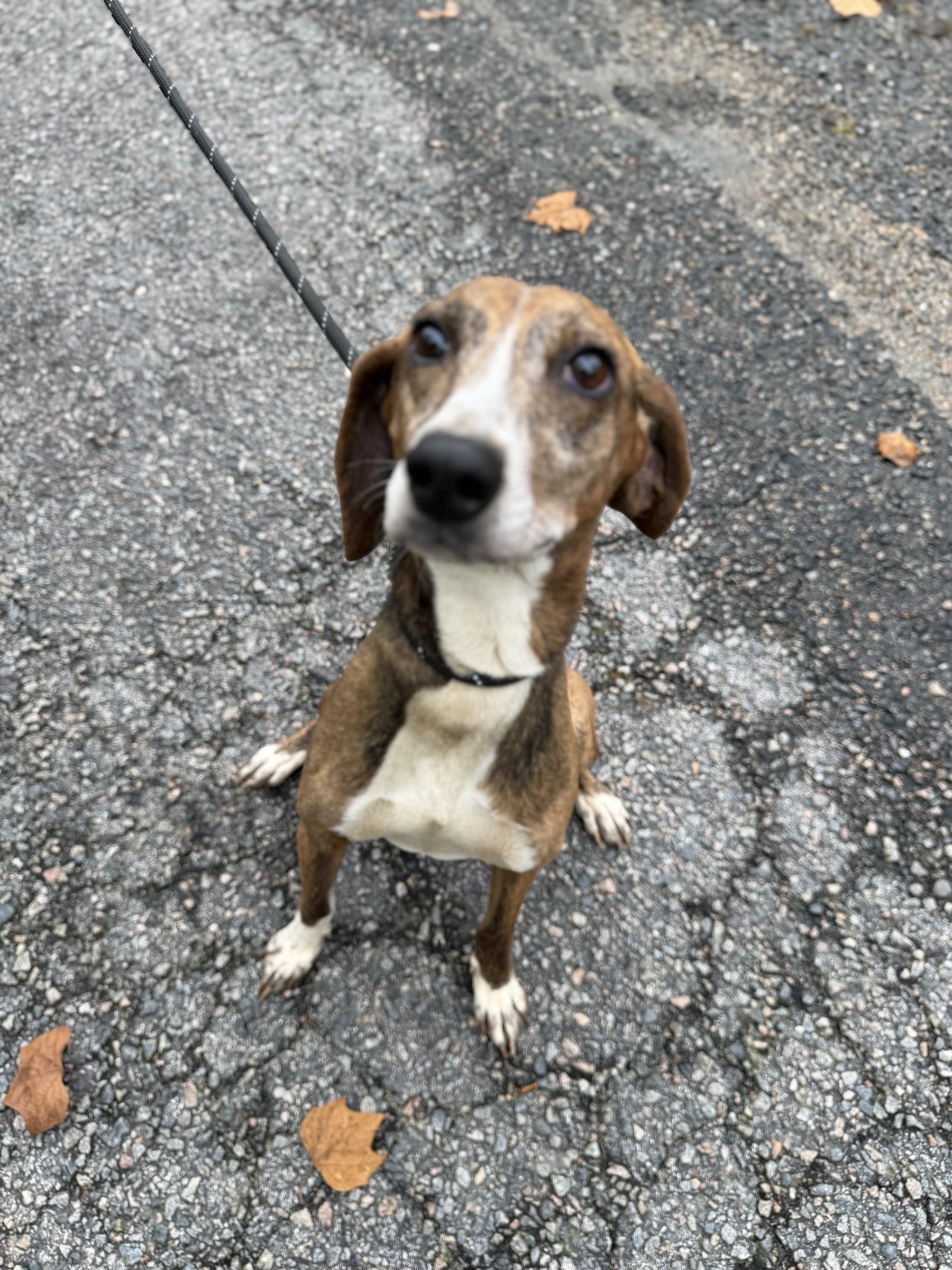 Enlarge Barney, a Adoptable mixed breed in Petersburg, VA image 2/6