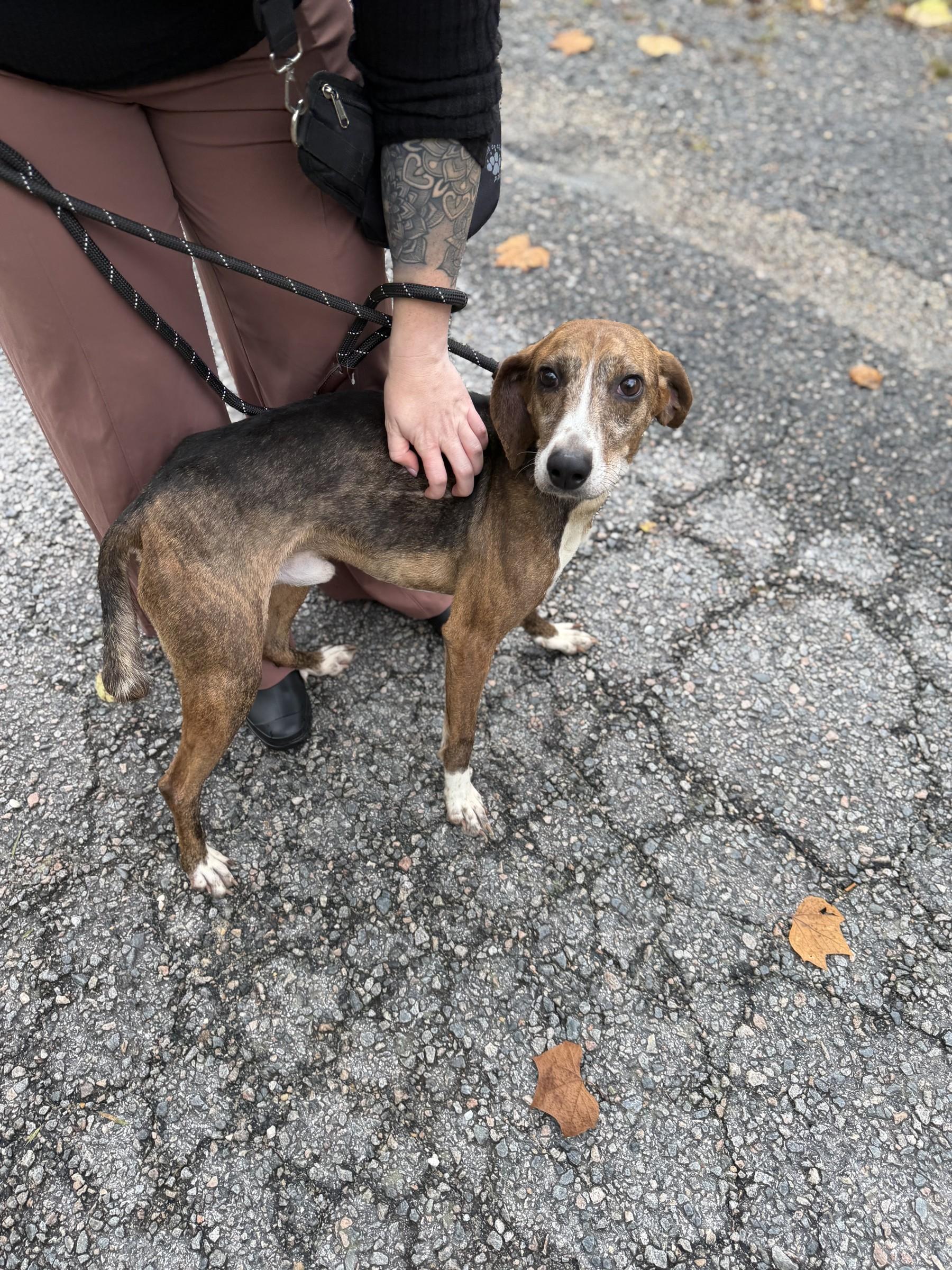 Enlarge Barney, a Adoptable mixed breed in Petersburg, VA image 3/6