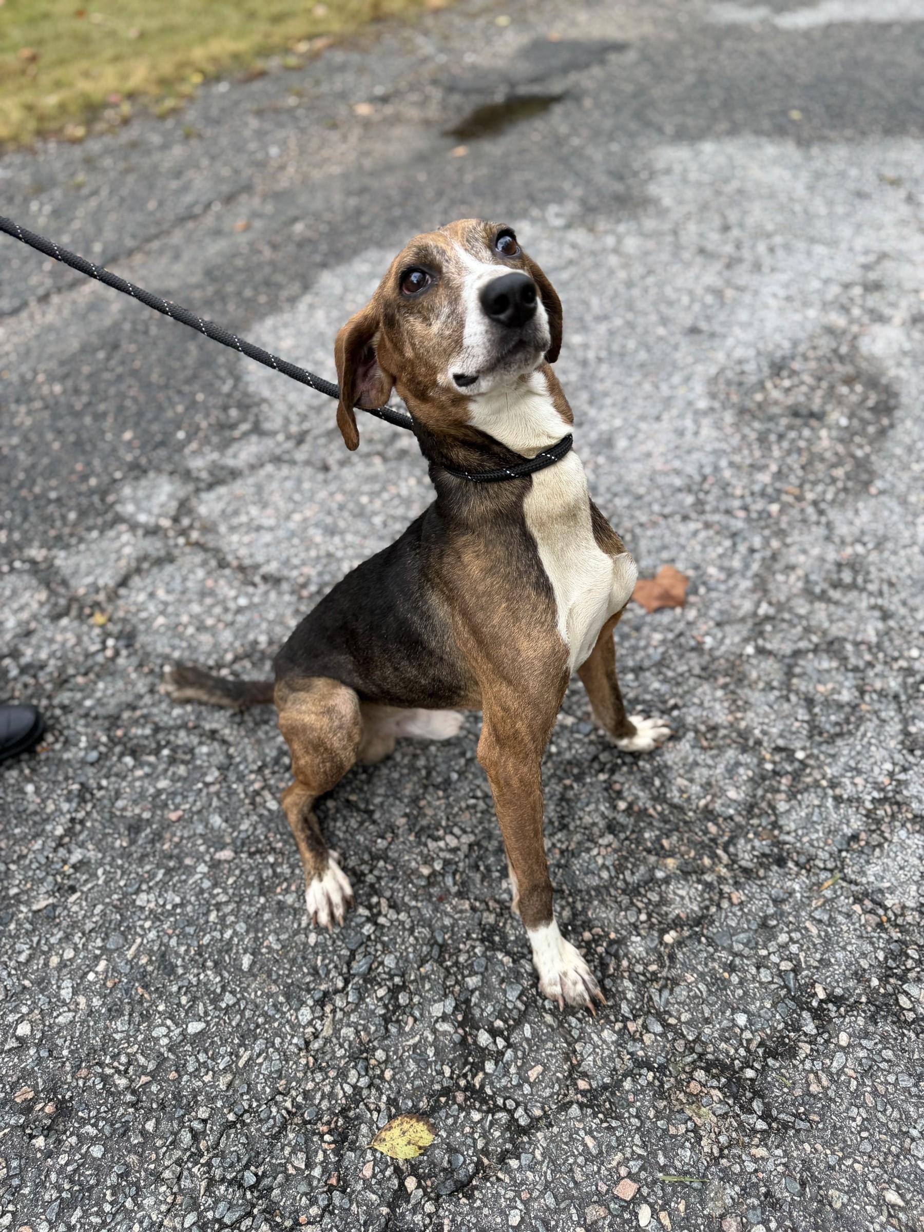 Enlarge Barney, a Adoptable mixed breed in Petersburg, VA image 6/6