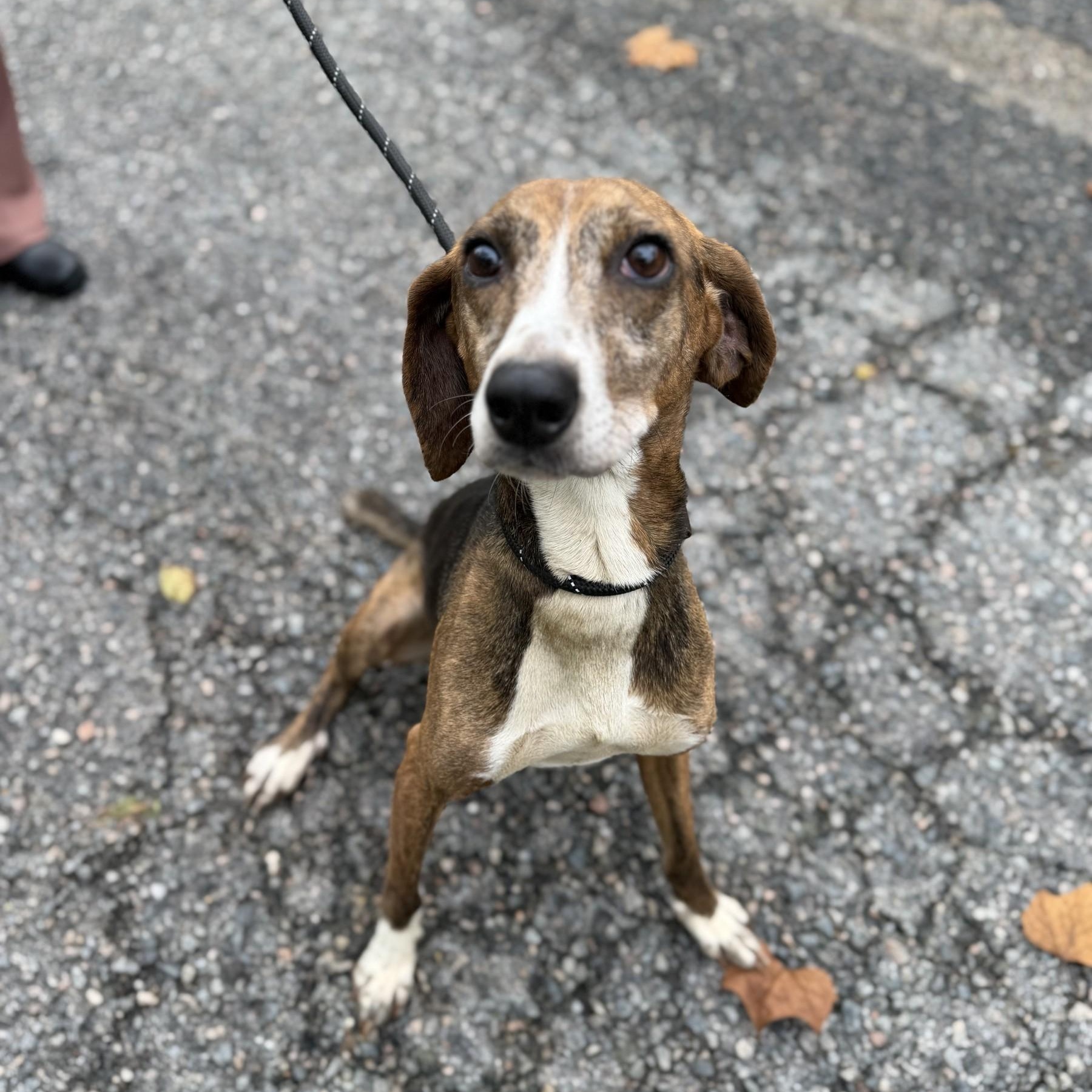 Barney, Adoptable, Adult Female Plott Hound & Beagle.