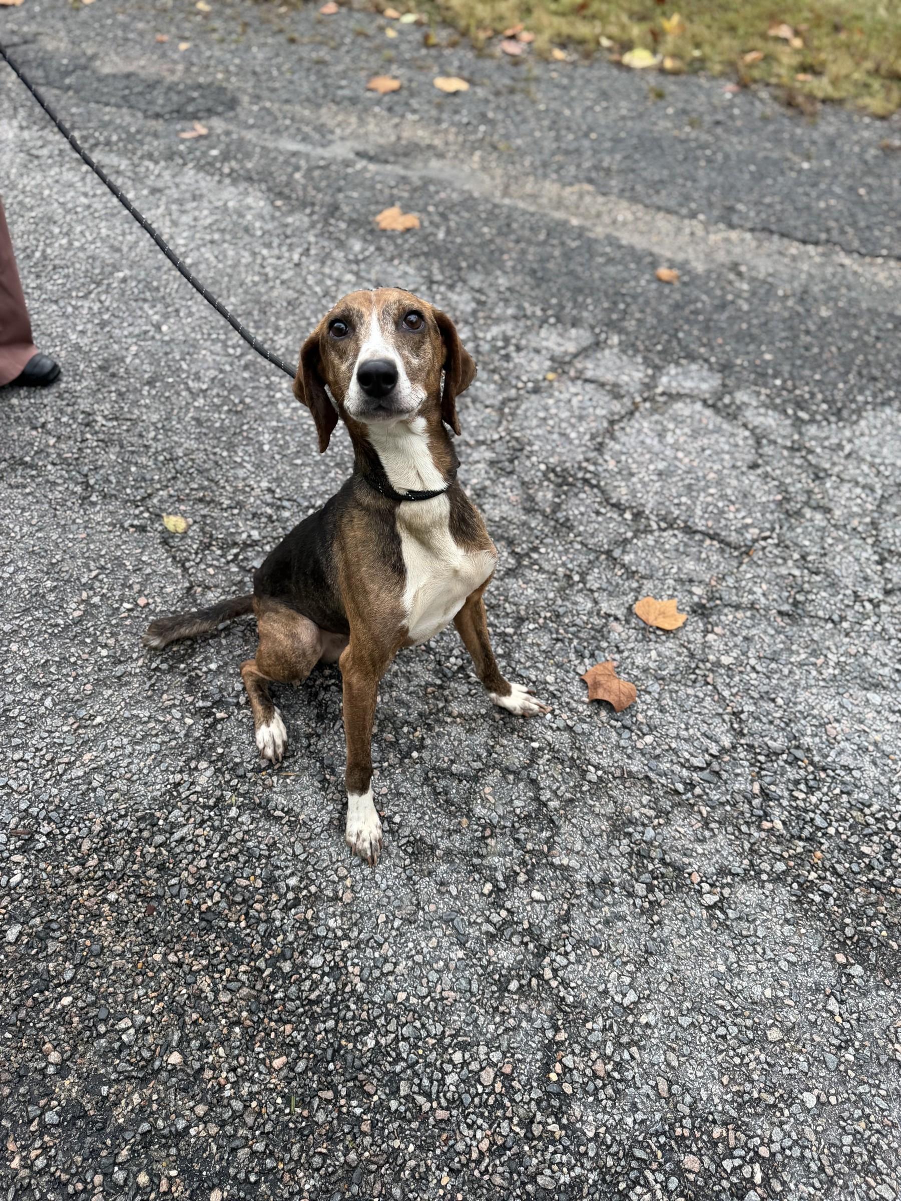 Enlarge Barney, a Adoptable mixed breed in Petersburg, VA image 5/6
