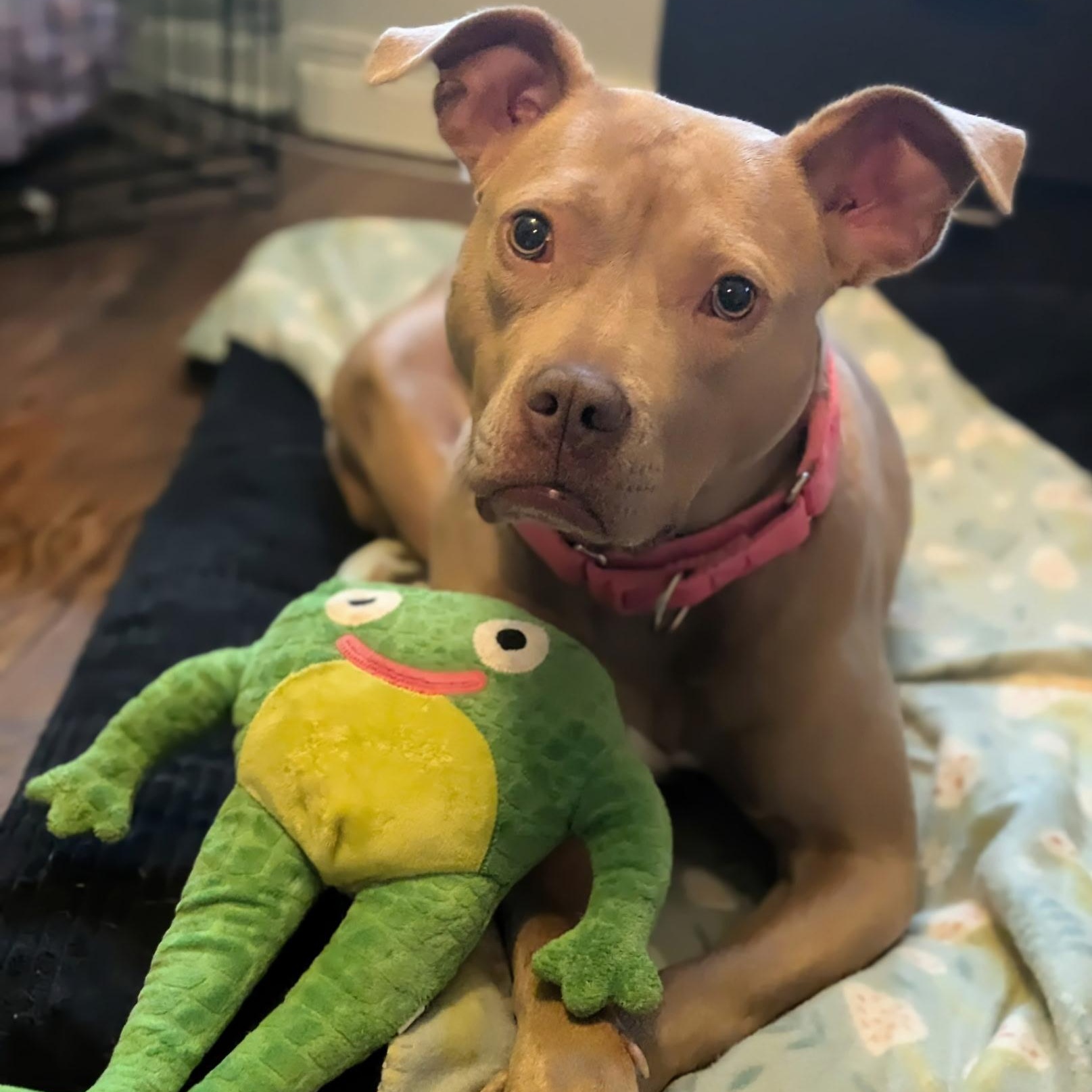 Sundance, a ADOPTABLE Pit Bull Terrier in Westchester, IL image 3/5