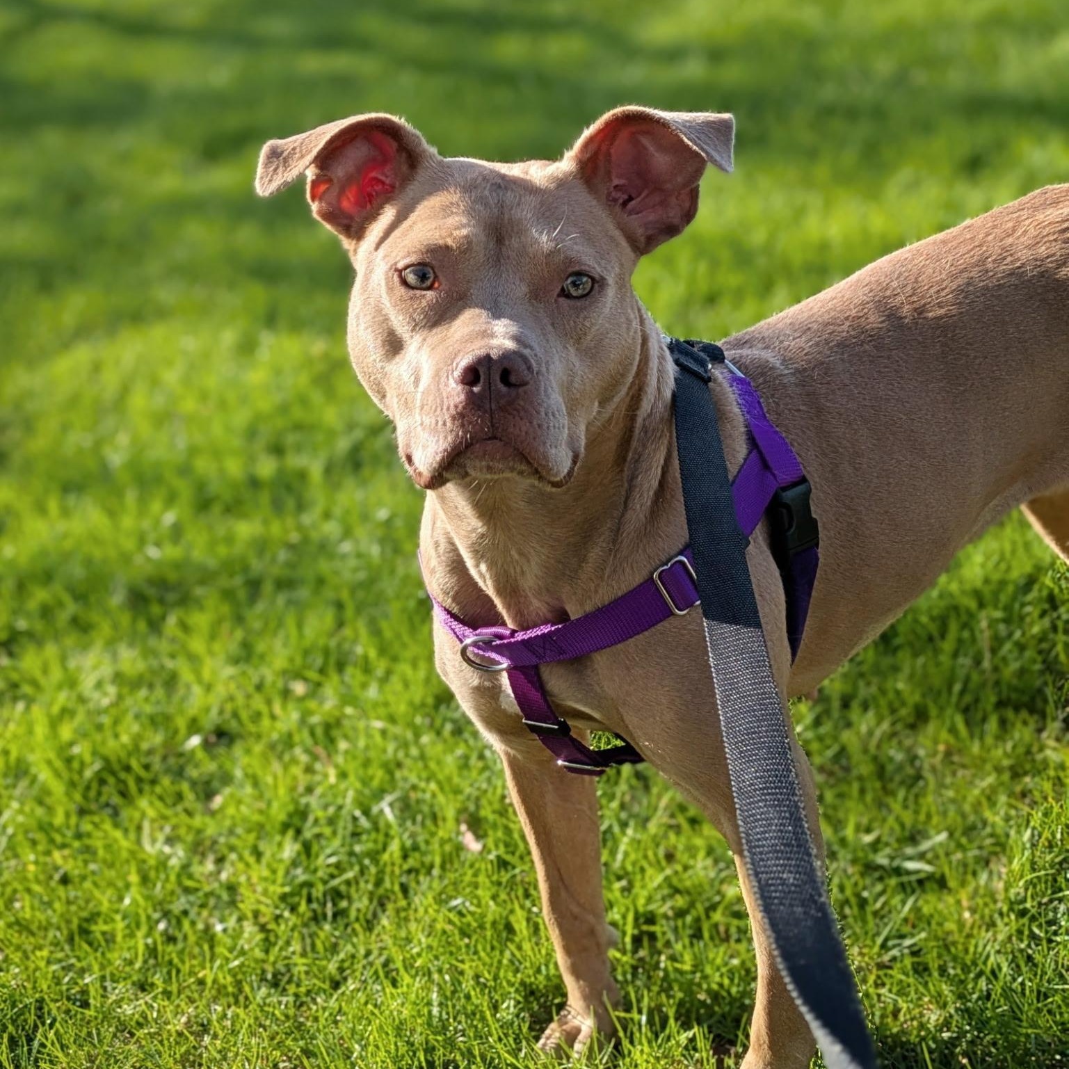 Sundance, a ADOPTABLE Pit Bull Terrier in Westchester, IL image 5/5
