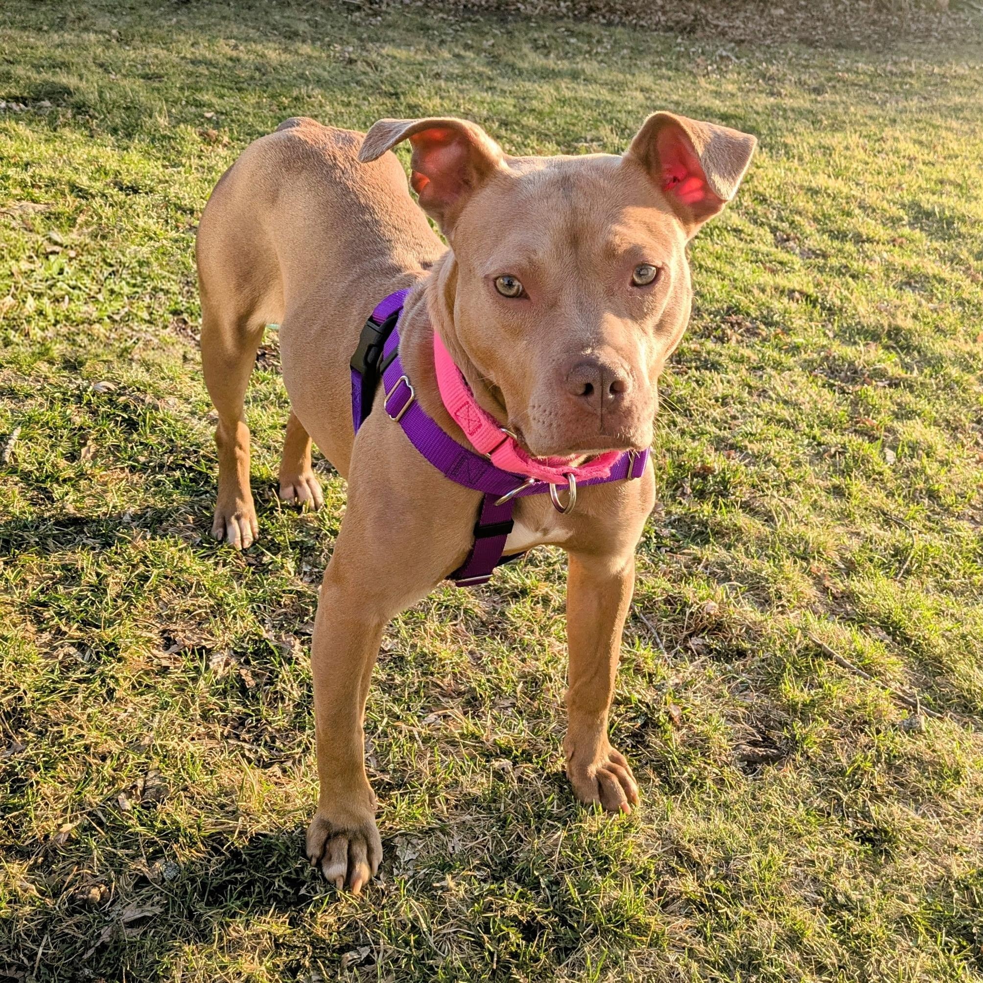 Sundance, a ADOPTABLE Pit Bull Terrier in Westchester, IL image 4/5