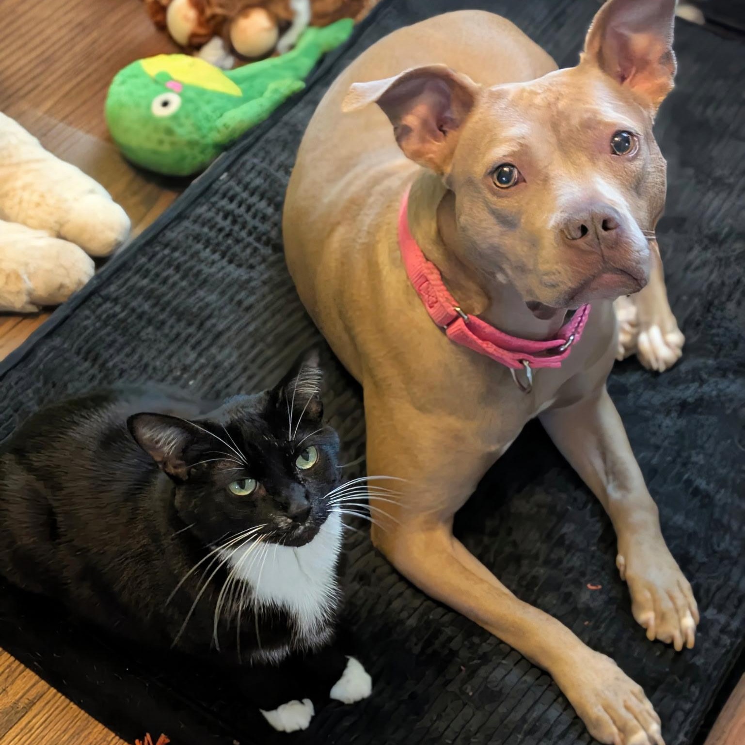 Sundance, a ADOPTABLE Pit Bull Terrier in Westchester, IL image 2/5