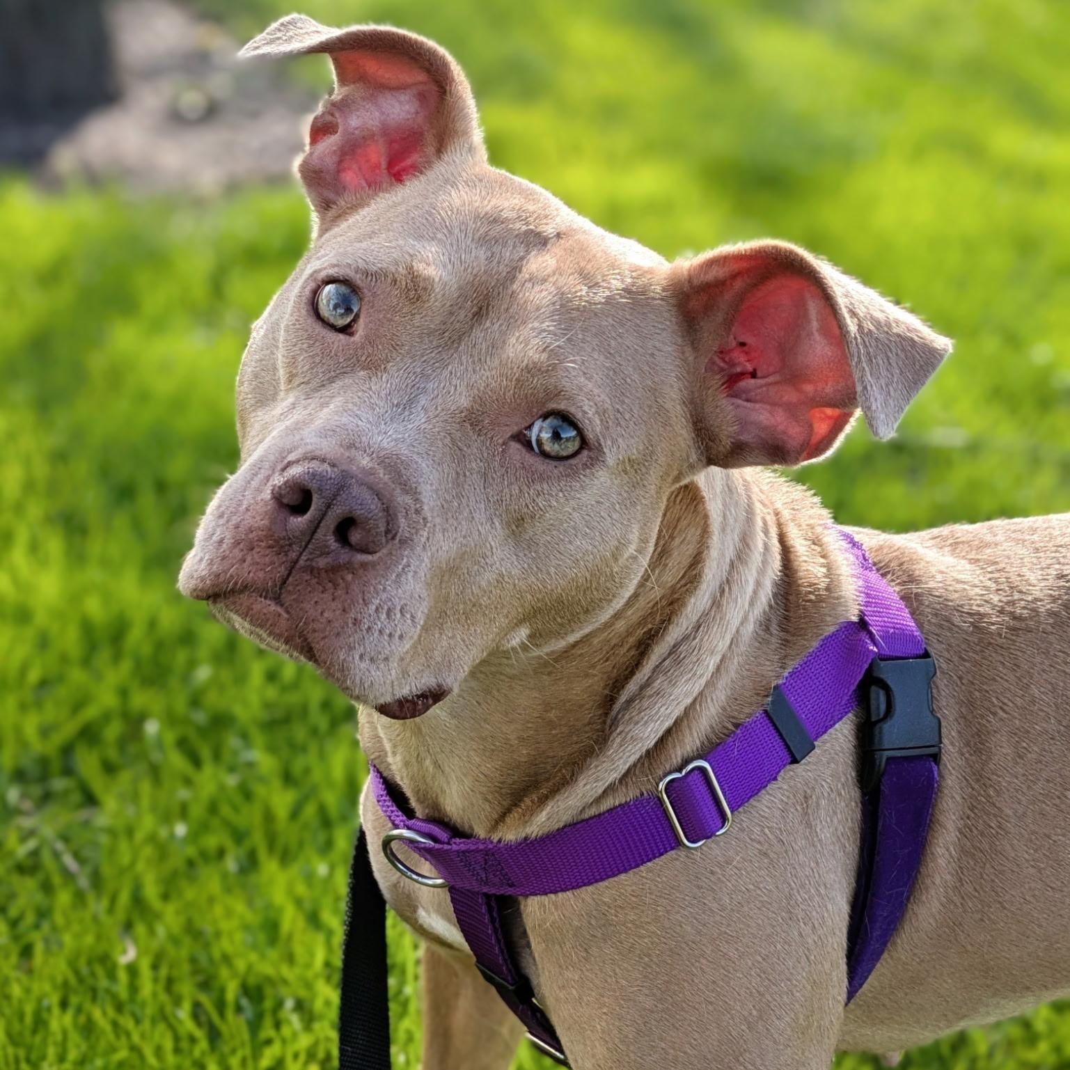 Sundance, ADOPTABLE, Young Female Pit Bull Terrier.