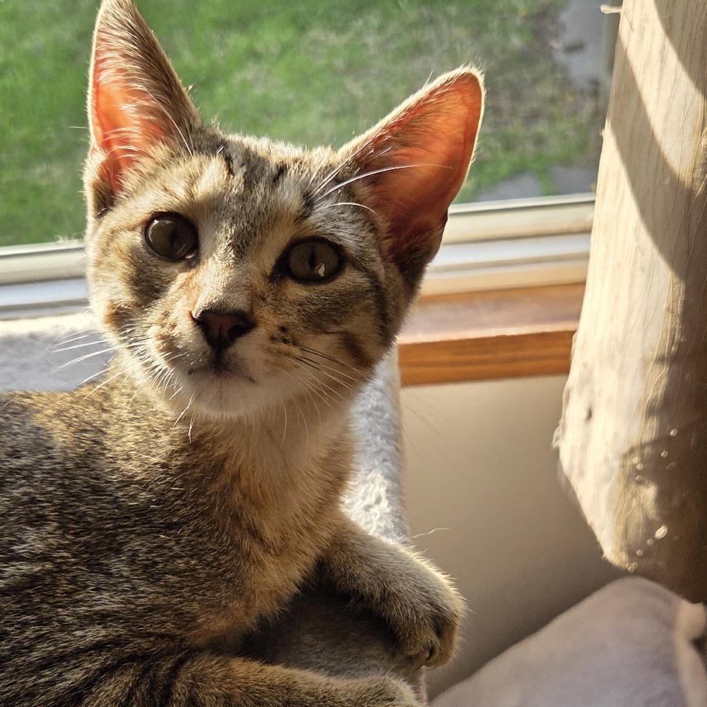 Enlarge Tinker, a Adoptable Domestic Short Hair in Baltimore, MD image 1/4