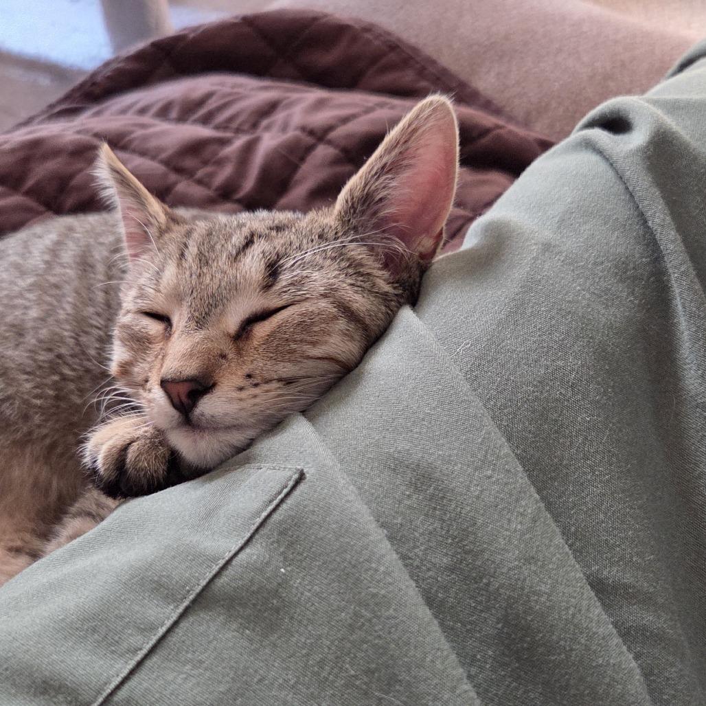 Enlarge Tinker, a Adoptable Domestic Short Hair in Baltimore, MD image 3/4