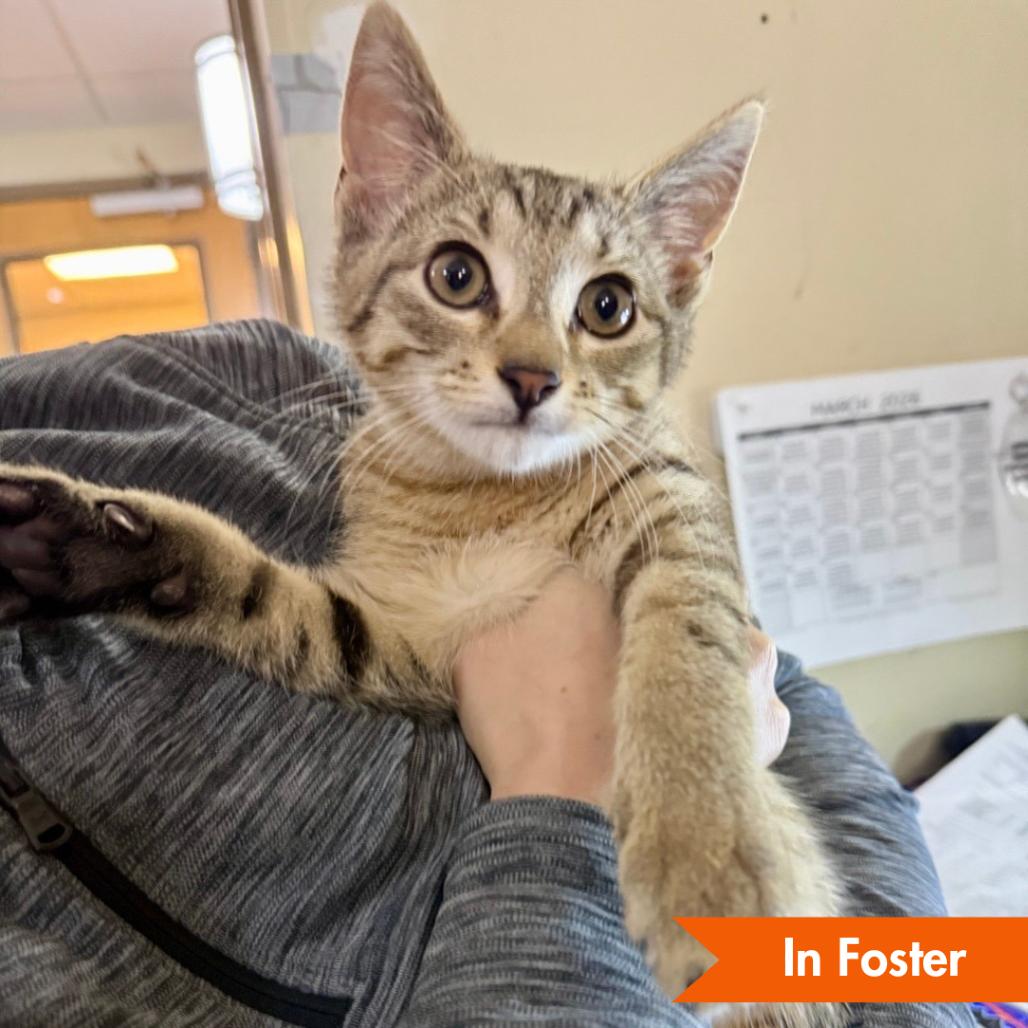 Enlarge Tinker, a Adoptable Domestic Short Hair in Baltimore, MD image 4/4