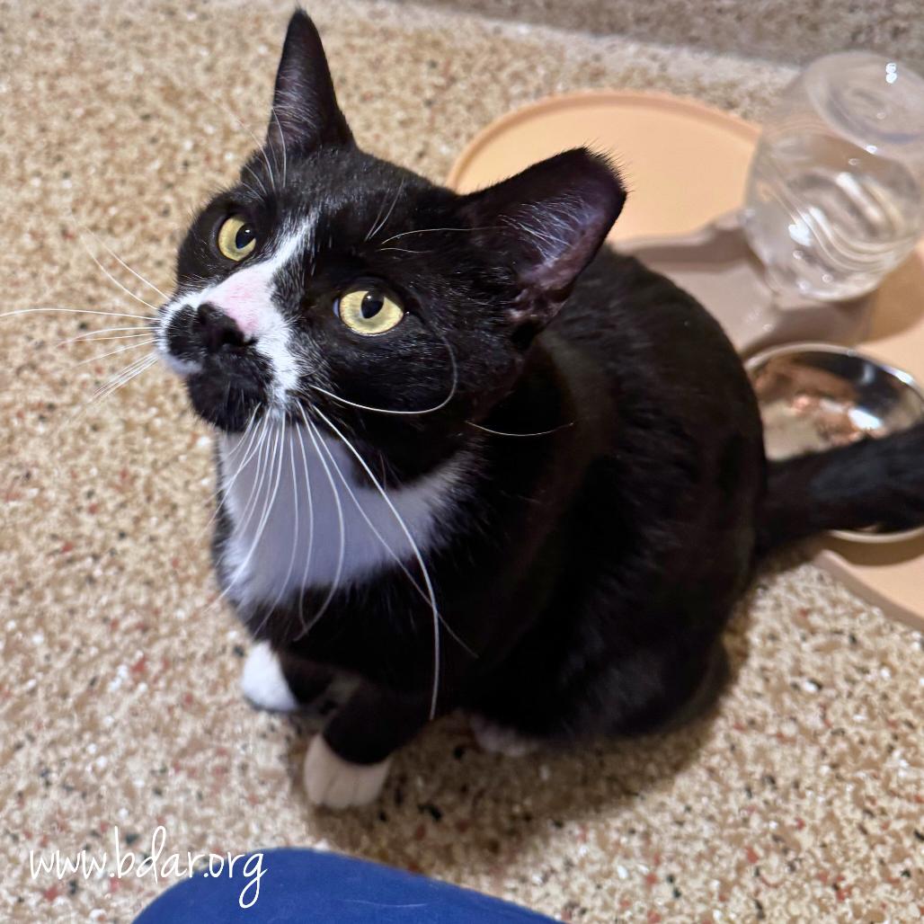 Enlarge Spaz, a Adoptable Domestic Short Hair in Cheyenne, WY image 1/2