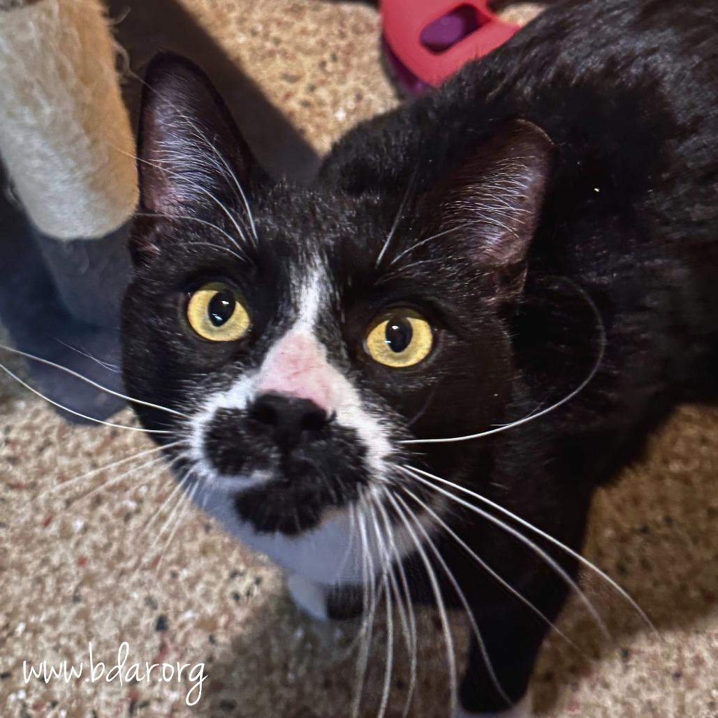 Enlarge Spaz, a Adoptable Domestic Short Hair in Cheyenne, WY image 2/2