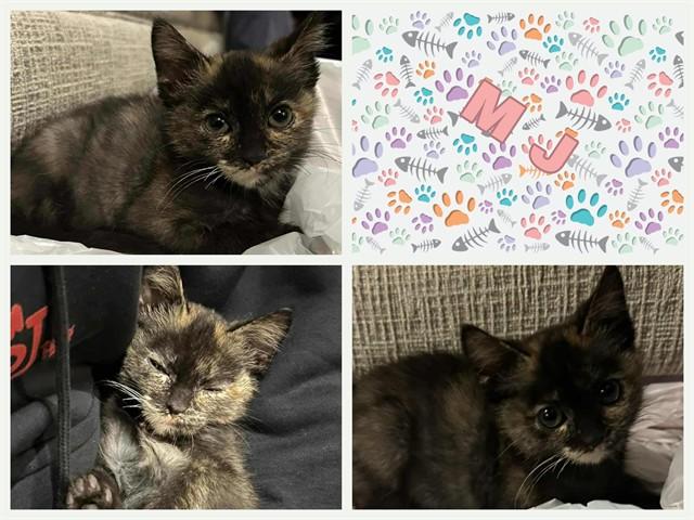 Enlarge MJ, a Adoptable Domestic Short Hair in Ames, IA image 1/1