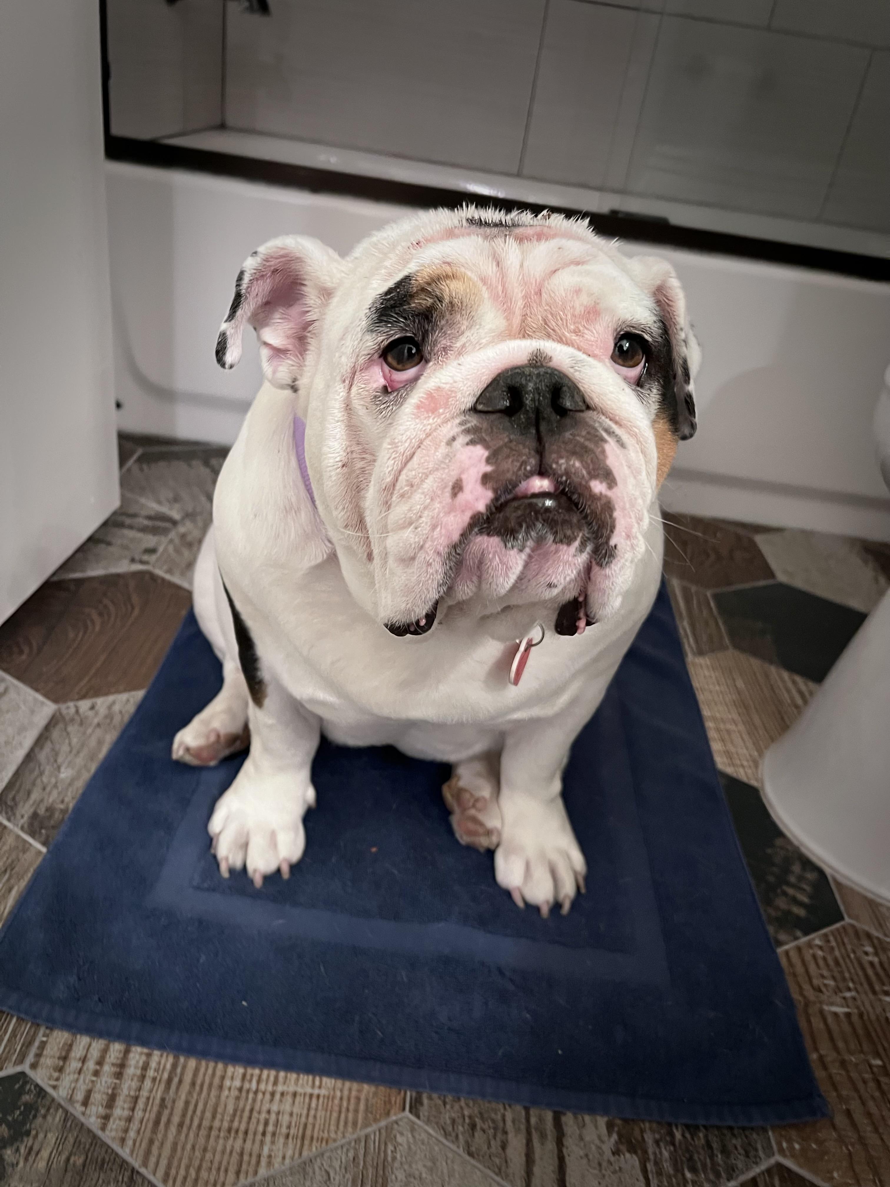 Turkey English Bulldog Dog