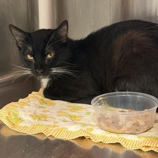 Echo, a Adoptable Domestic Short Hair in Salt Lake City, UT image 1/3