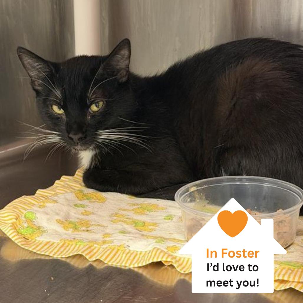 Echo, a Adoptable Domestic Short Hair in Salt Lake City, UT image 2/3