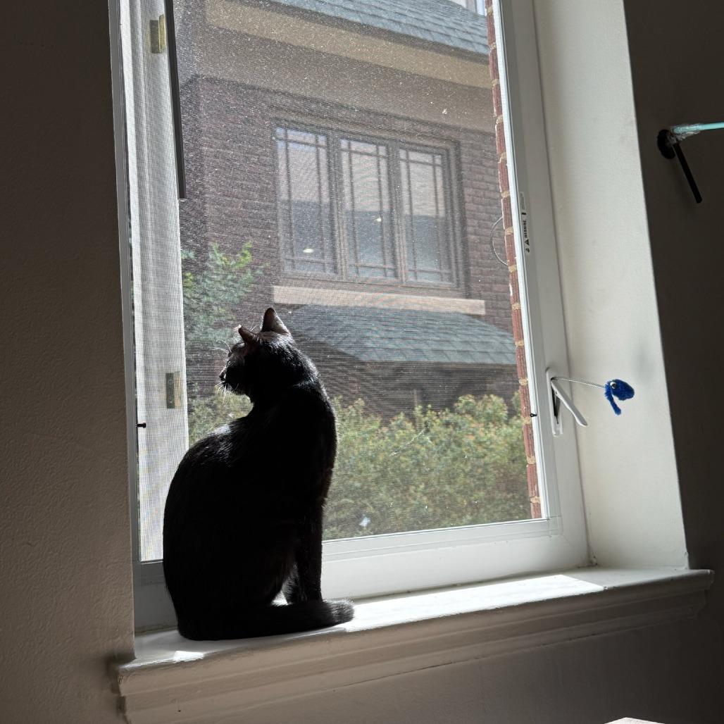 Echo, a Adoptable Domestic Short Hair in Salt Lake City, UT image 3/3