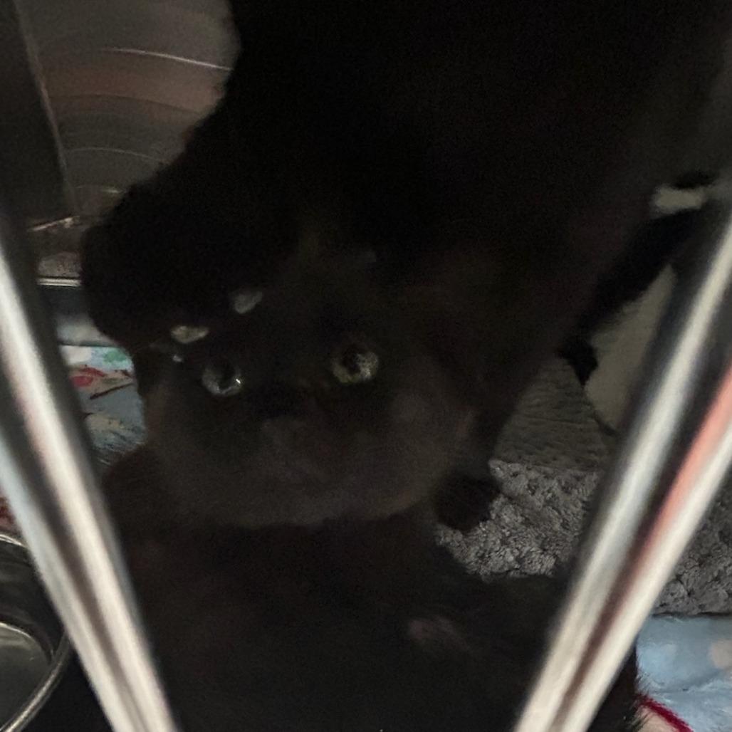 ACON-Stray-14519_2, Adoptable, Kitten Female Domestic Short Hair.
