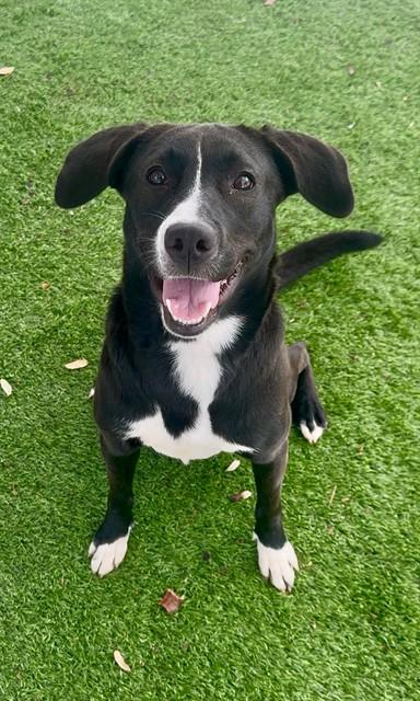 Enlarge ELEANOR, a Adoptable mixed breed in Fort Myers, FL image 1/1