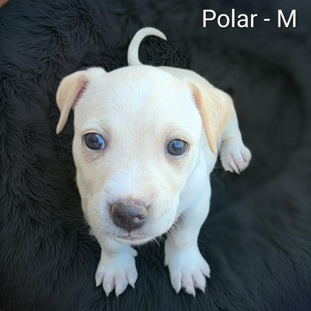 Polar, Adoptable, Puppy Male Labrador Retriever & German Shorthaired Pointer.