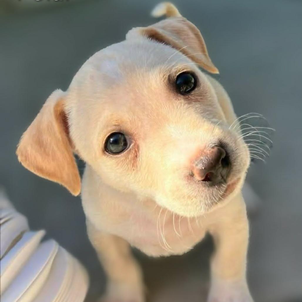 Enlarge Polar, a Adoptable mixed breed in Griswold, CT image 2/5