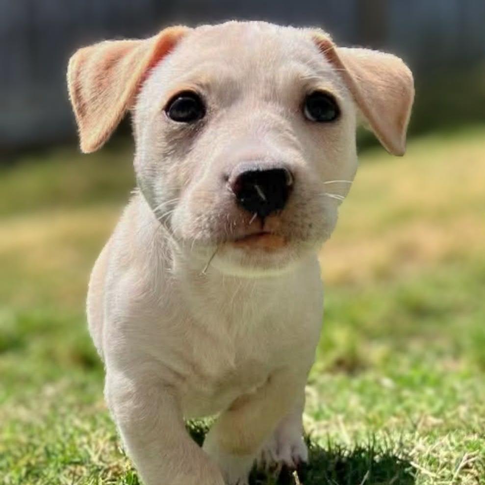 Enlarge Polar, a Adoptable mixed breed in Griswold, CT image 3/5