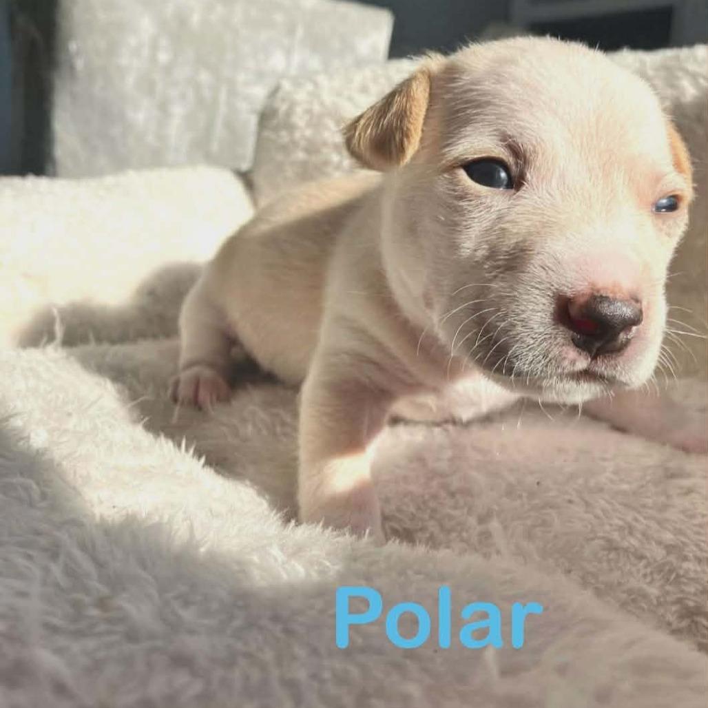 Enlarge Polar, a Adoptable mixed breed in Griswold, CT image 4/5