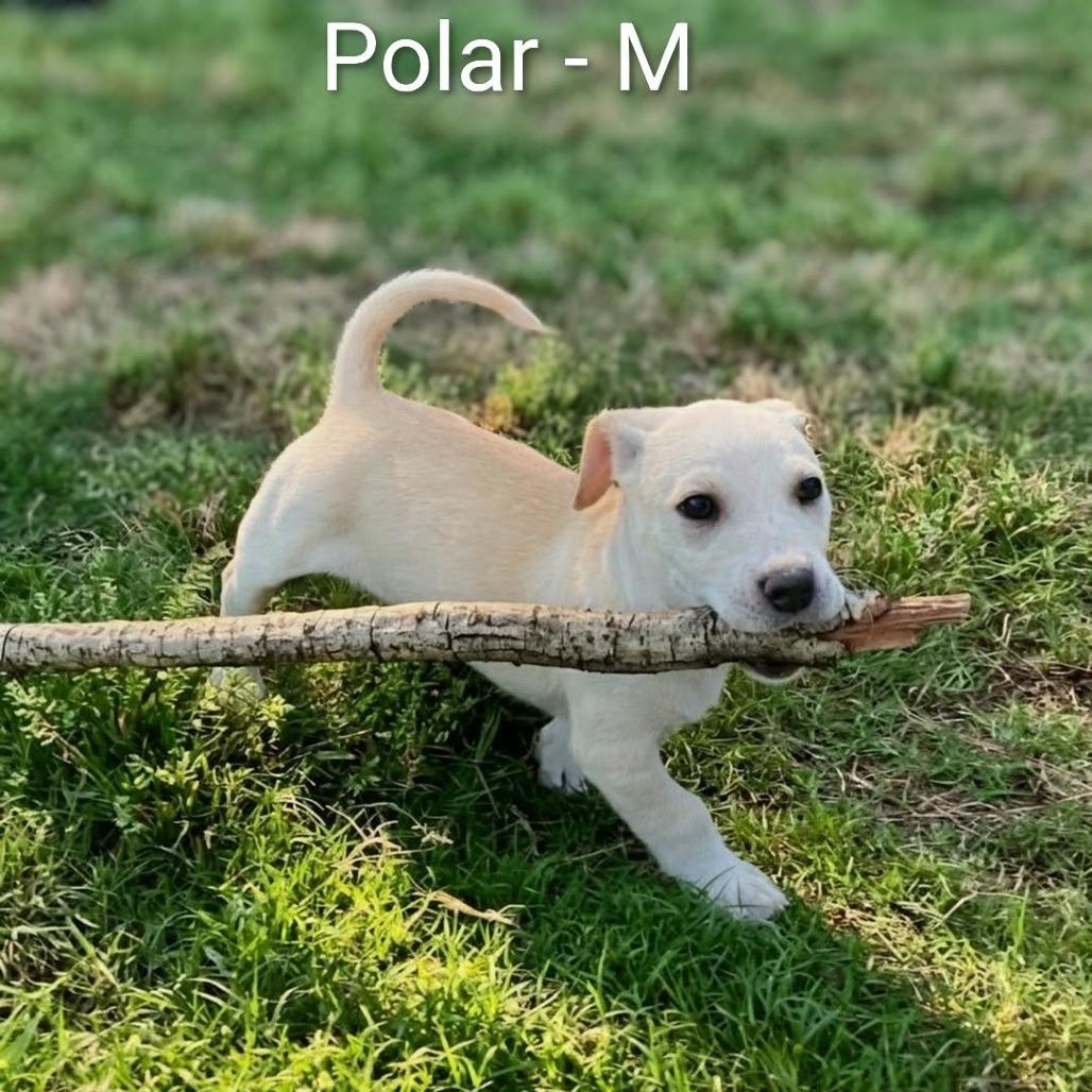 Enlarge Polar, a Adoptable mixed breed in Griswold, CT image 5/5